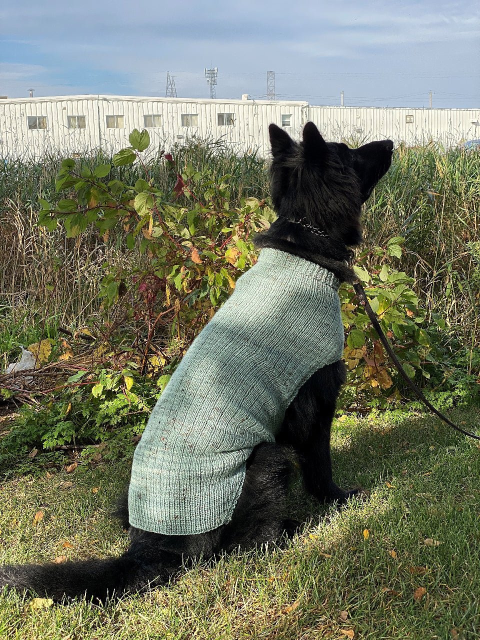 Whisky Dog Sweater Knitting Class - homesewn